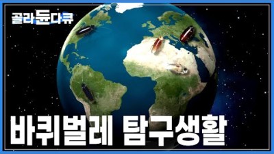 바퀴벌레는 먹이를 먹지 않고 얼마나 버틸 수 있을까? 생존력 테스트! | 바퀴벌레 역사와 운동 능력